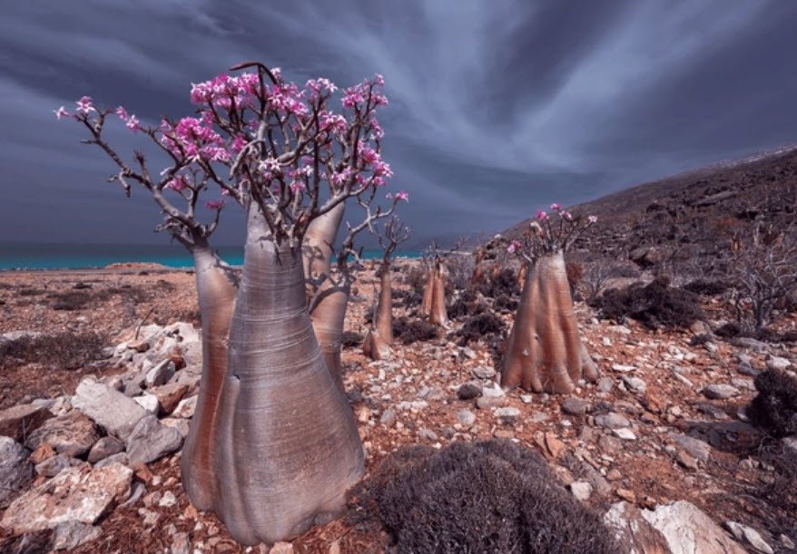 Bottle Trees, Socotra Island, Yemen